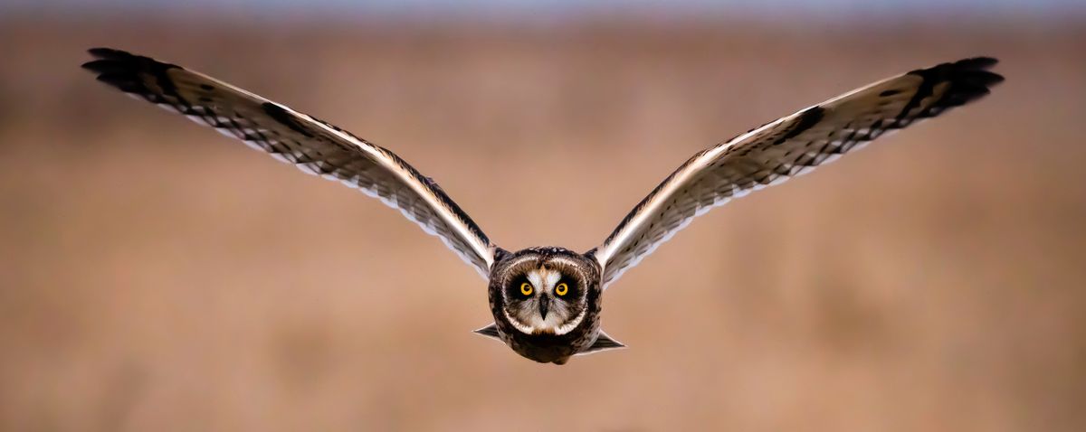 Flying owl